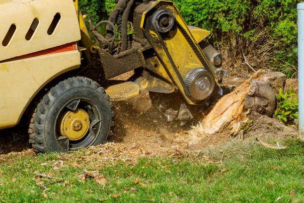 The Steps Involved in Our Tree Care Process in Pinehurst, ID